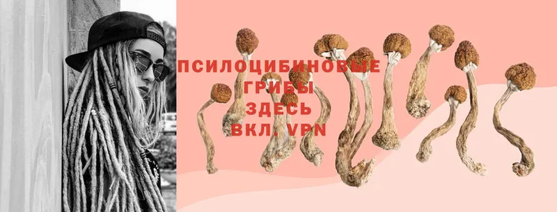 Псилоцибиновые грибы Magic Shrooms  Глазов 